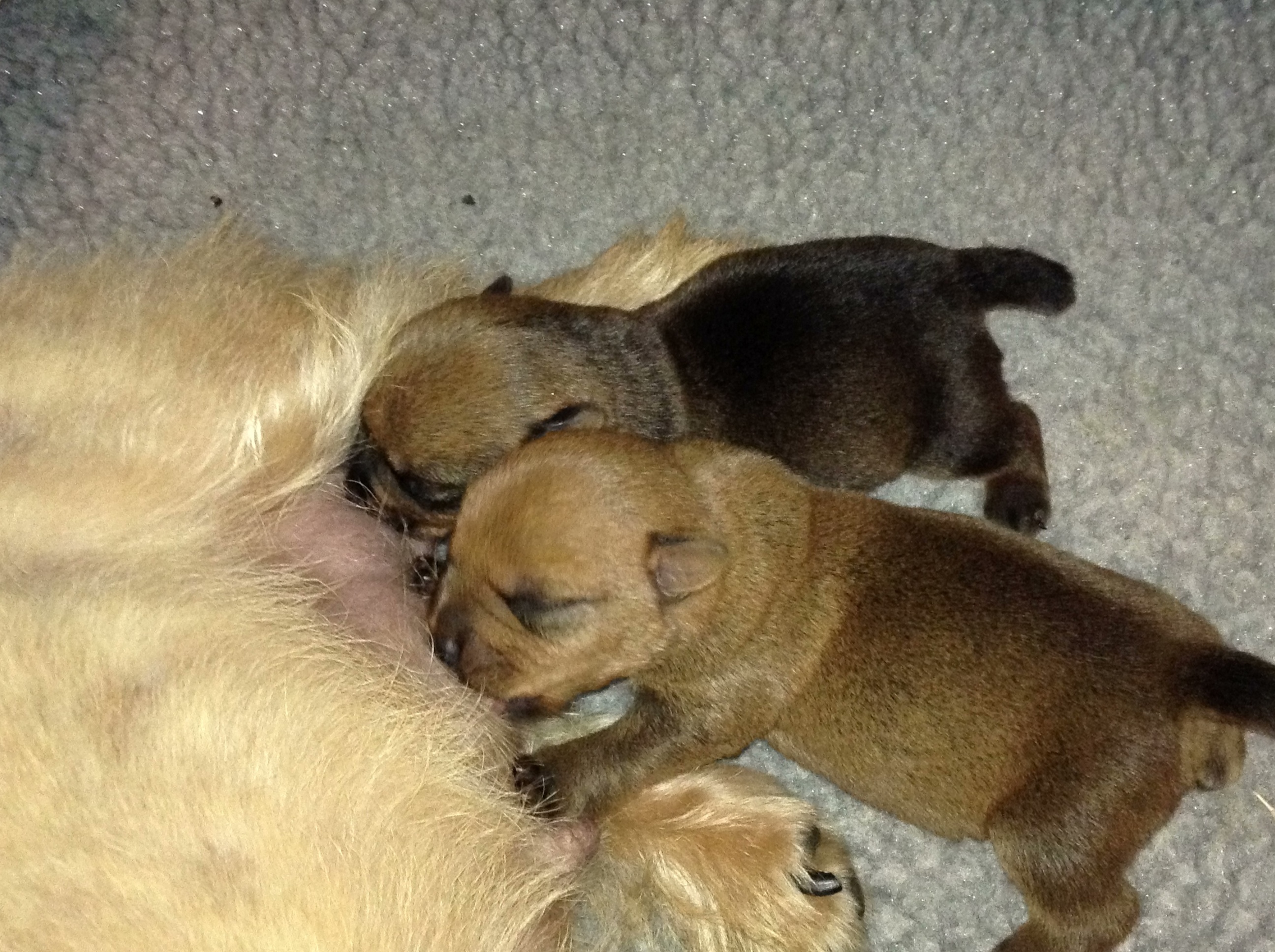 Puppies at 1 week old.